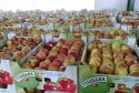 W sobotę (18.10) na ulicach Wadowic pracownicy Maspexu rozdawać będą pyszne jabłka w ramach akcji promującej Polskie owoce