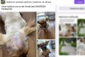 Pies na publicznej grupie Facebook