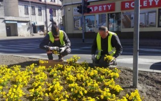 Pracownicy ZGK sadzą pierwsze wiosenne kwiaty