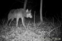 Wilk widziany w polskich lasach