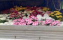 Pierwsi producenci chryzantem oddają swoje kwiaty urzędnikom. Stryszów przejął 300 sztuk