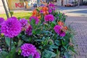 Kwiaty na klombach w Andrychowie