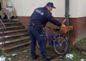 Kradzież pod piekarnią, 80-latka straciła rower. W odnalezieniu pomogli policjanci i kot