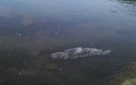 Jakiś syf pływa w Skawie w okolicach mostu jaroszowickiego