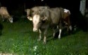 Krowy z wolnego wypasu znów wdzierają się do ogródków w Lanckoronie. &quot;To nie są przyjemne wizyty&quot;
