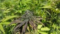 Policjanci oszacowali, że z zabezpieczonego suszu oraz roślin mężczyźni mogli uzyskać około 8 tysięcy porcji narkotyku o szacowanej wartości ponad 200 tysięcy złotych