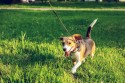 Dowiedz się więcej o usłudze wyprowadzania psa na spacer