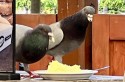 Gołębie wyjadają kremówki i pizzę. W restauracjach w Wadowicach mają już tego dosyć