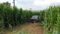 Auto skończyło jazdę w polu kukurydzy