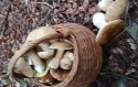 Wysyp grzybów w podwadowickich lasach. Na spacer lepiej wziąć większy koszyk!