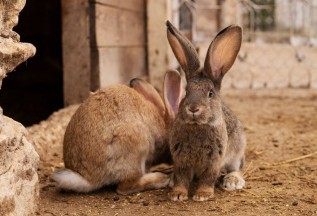 Pasza dla królików jest ważna: jak hodować króliki?