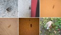 Od kilku dni mieszkańcy wysyłają nam zdjęcia insektów, które ich rzerażają i wchodzą im do mieszkań