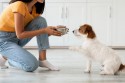Karma premium dla psa. Czym różni się od zwykłej karmy?
