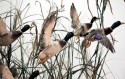 Ptasią grypę roznosi ptactwo wodne migrujące, m.in. kaczki