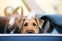 Pies w zamkniętym samochodzie jest w poważnym zagrożeniu