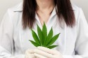 Co to jest medyczna marihuana i jakie jest jej działanie?