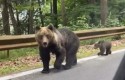 Słuchacz poinformował Radio Andrychów, że na Kocierzu spaceruje niedźwiedzica z młodym