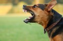 Agresywne zachowanie psa na posesji może stanowić zagrożenie. Nawet do 1000 zł kary