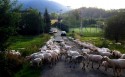 Stado owiec przecięło drogę w Rzykach. Kierowcy byli zachwyceni widokiem