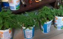 Młode sadzonki marihuany rosły w opakowaniach po śmietanie