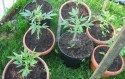 Młode sadzonki marihuany do złudzenia przypominają pomidora