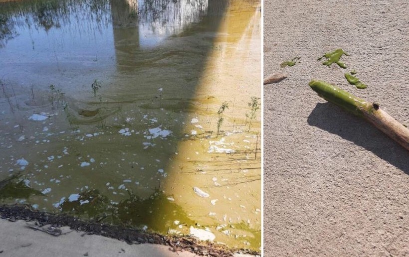 Sinice znów straszą na Jeziorze Mucharskim. Uwaga! Mogą być toksyczne