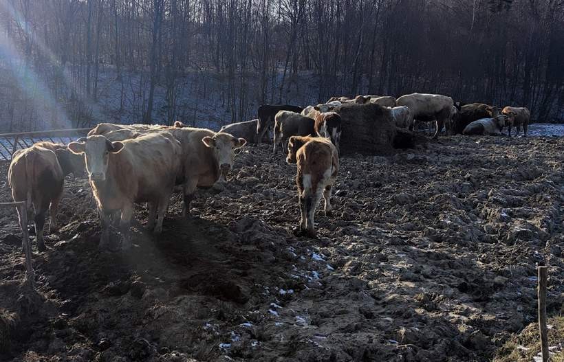 Krowy stoją &quot;pod chmurką&quot;