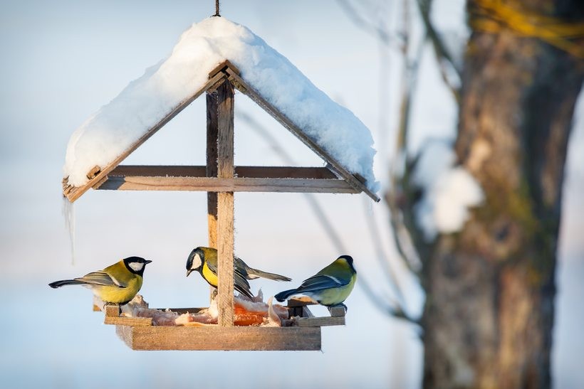 Zimowe dokarmianie, czyli czym karmić zwierzęta zimą i jakie gatunki potrzebują naszej pomocy?