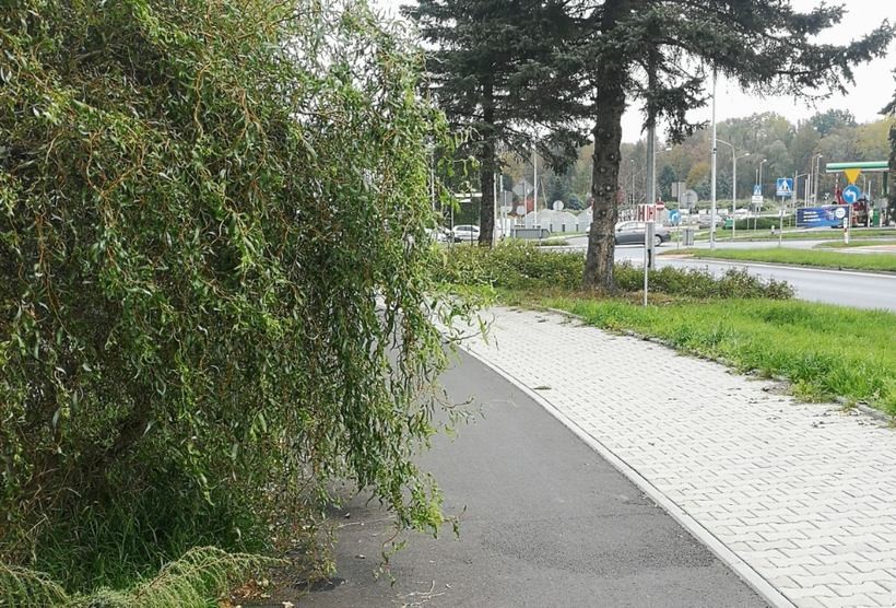 Liście drzewa zalegające na ścieżce rowerowej
