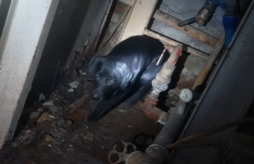 Pies przeszukujący szpital w Wadowicach
