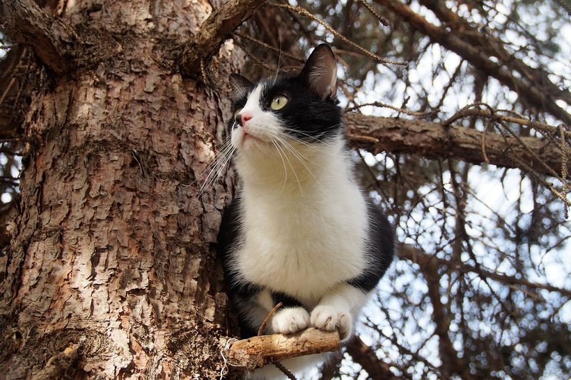 Kot na drzewie/ Ilustracja