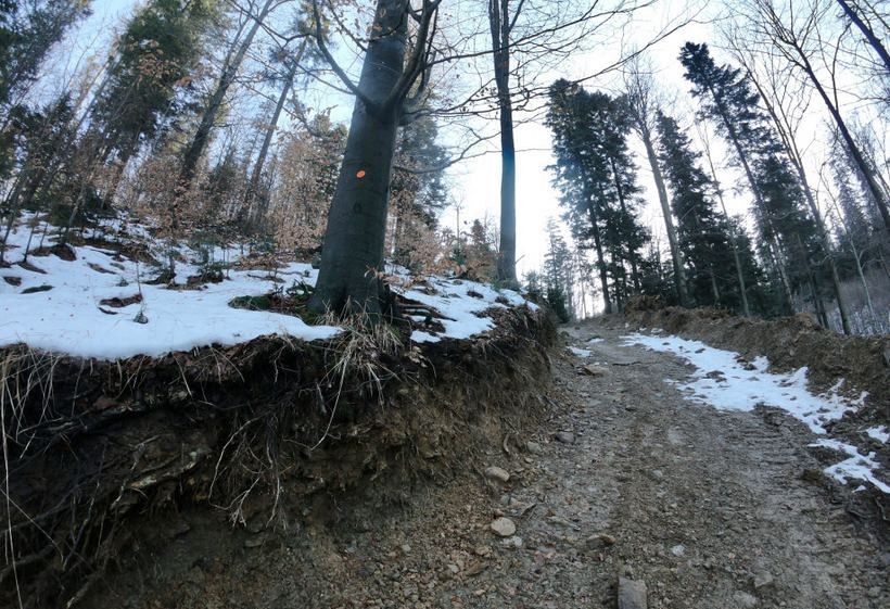 Bronią lasu pod Andrychowem. Chcą zatrzymać wycinkę 140-letnich drzew