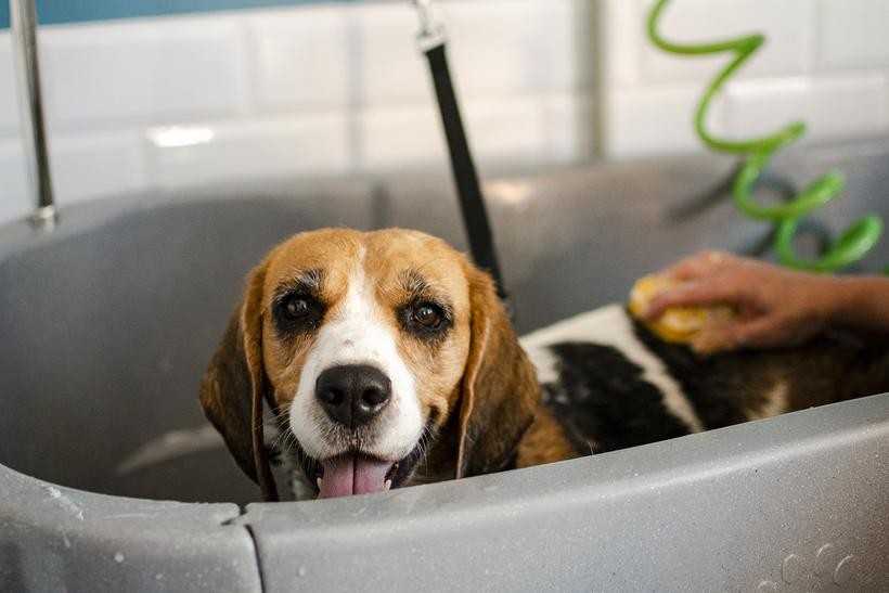 BubbleDog SPA - Twój Pies Zasługuje na Luksus!