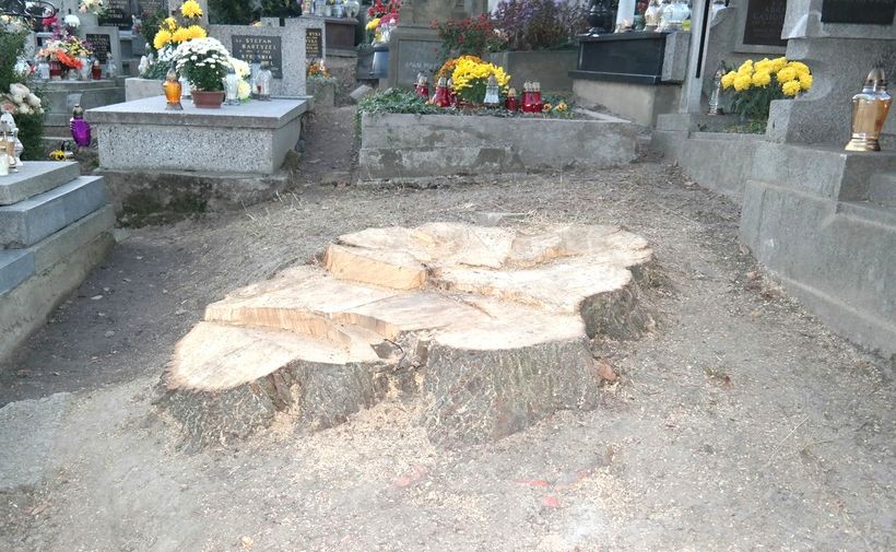 Na cmentarzu wycięto drzewa be zezwolenia konserwatora zabytków