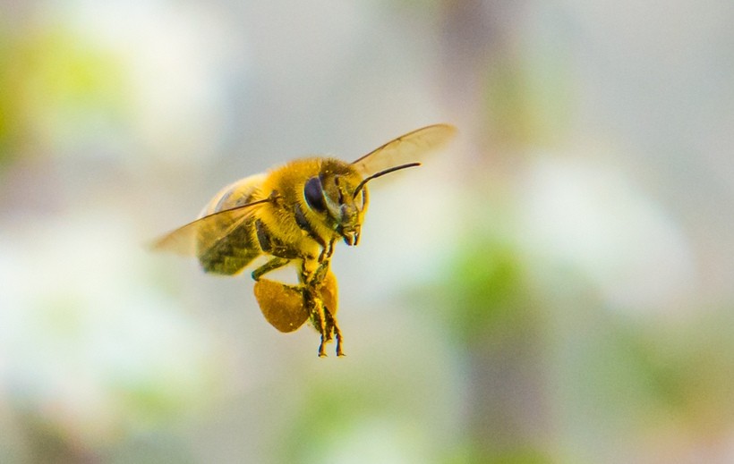 Kto wytruł pszczoły w Brzeźnicy? Policja prowadzi śledztwo, powołano specjalną komisję