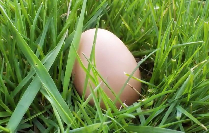 O co chodzi z tym jajkiem wielkanocnym? &quot;To najbardziej czytelny symbol...&quot;