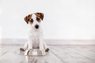 Kiedy karmić psa – przed czy po spacerze?