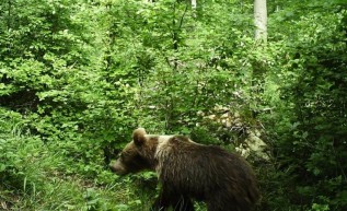 Niedźwiedź brunatny przyłapany przez fotopułapkę
