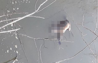 Padły lis w wodach Jeziora Mucharskiego