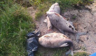 Śnięte ryby na starorzeczu Wisły w Spytkowicach. WIOŚ czeka na wyniki badań