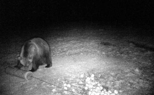 Niedźwiedzia nagrała w nocy z 30 na 31 października fotopułapka zamontowana w pobliżu osiedla Huta w Ponikwi