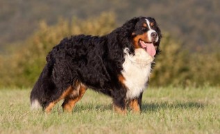 Uważa się, że psy berneńskie, mimo swoich dużych rozmiarów, to wyjątkowo łagodne zwierzęta